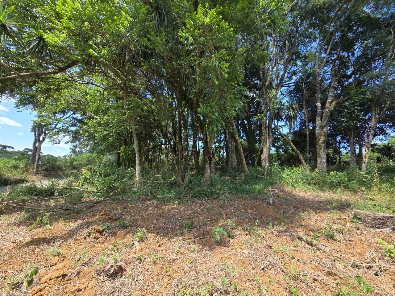 Lote - Imagem 2