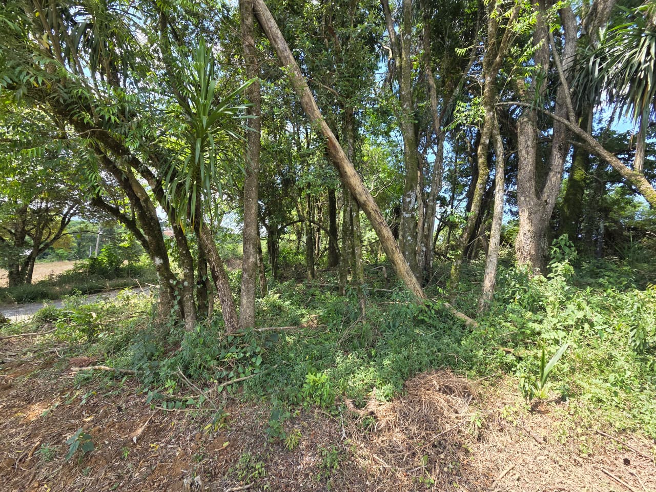 Lote - Imagem 3